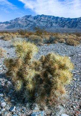 Oyuncak ayı cholla (Cylindropuntia bigelovii), inatçı sarı dikenli kaktüs, Sonoran Çölü, Kaliforniya 'da sayısız