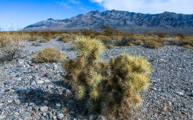 Oyuncak ayı cholla (Cylindropuntia bigelovii), inatçı sarı dikenli kaktüs, Sonoran Çölü, Kaliforniya 'da sayısız