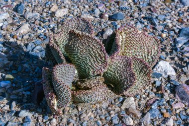 Susuz Beavertail kaktüsü (Opuntia bazilaris), dikenli armut kaktüsü, Kaliforniya, ABD