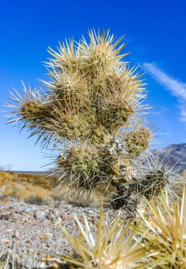 Oyuncak ayı cholla (Cylindropuntia bigelovii), inatçı sarı dikenli kaktüs, Sonoran Çölü, Kaliforniya 'da sayısız