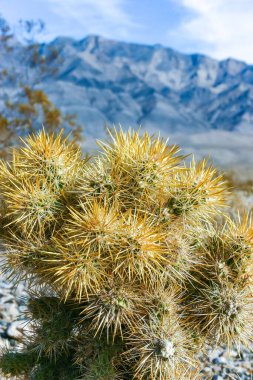 Oyuncak ayı cholla (Cylindropuntia bigelovii), inatçı sarı dikenli kaktüs, Sonoran Çölü, Kaliforniya 'da sayısız