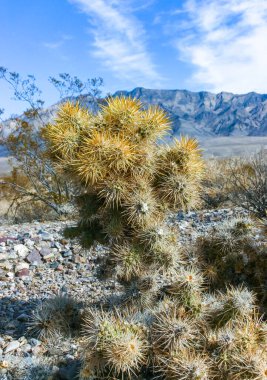 Oyuncak ayı cholla (Cylindropuntia bigelovii), inatçı sarı dikenli kaktüs, Sonoran Çölü, Kaliforniya 'da sayısız