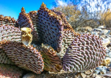 Susuz Beavertail kaktüsü (Opuntia bazilaris), dikenli armut kaktüsü, Kaliforniya, ABD