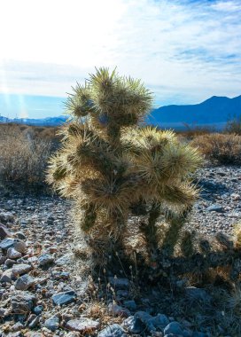 Oyuncak ayı cholla (Cylindropuntia bigelovii), inatçı sarı dikenli kaktüs, Sonoran Çölü, Kaliforniya 'da sayısız