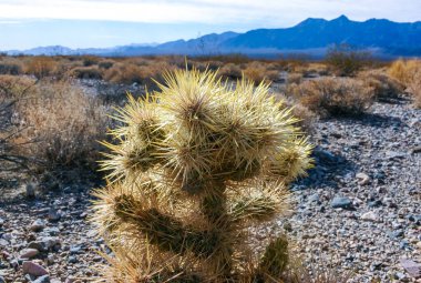 Oyuncak ayı cholla (Cylindropuntia bigelovii), inatçı sarı dikenli kaktüs, Sonoran Çölü, Kaliforniya 'da sayısız