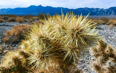 Oyuncak ayı cholla (Cylindropuntia bigelovii), inatçı sarı dikenli kaktüs, Sonoran Çölü, Kaliforniya 'da sayısız