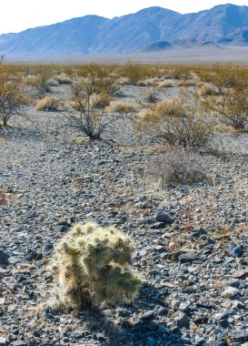 Oyuncak ayı cholla (Cylindropuntia bigelovii), inatçı sarı dikenli kaktüs, Sonoran Çölü, Kaliforniya 'da sayısız