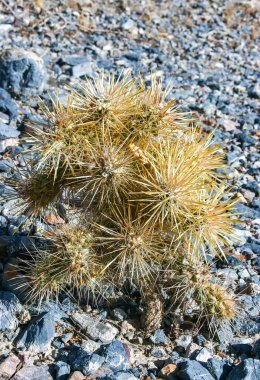 Oyuncak ayı cholla (Cylindropuntia bigelovii), inatçı sarı dikenli kaktüs, Sonoran Çölü, Kaliforniya 'da sayısız