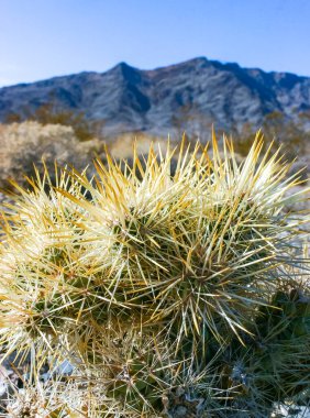 Oyuncak ayı cholla (Cylindropuntia bigelovii), inatçı sarı dikenli kaktüs, Sonoran Çölü, Kaliforniya 'da sayısız