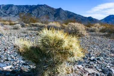 Oyuncak ayı cholla (Cylindropuntia bigelovii), inatçı sarı dikenli kaktüs, Sonoran Çölü, Kaliforniya 'da sayısız