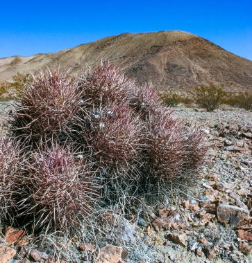 Cottontop kaktüsü (Echinocactus polycephalus), Cacti in the stone desert in the oothls, Arizona