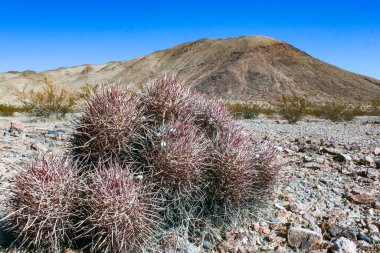 Cottontop kaktüsü (Echinocactus polycephalus), Cacti in the stone desert in the oothls, Arizona