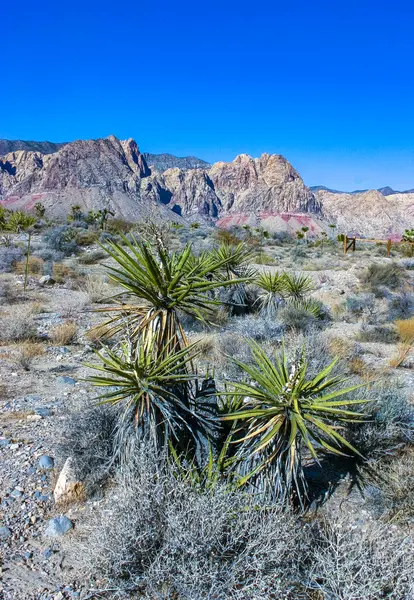 Yucca brevifolia ağacı, dikenli kaktüs ve Kaliforniya 'nın eteklerindeki kaya çöllerindeki diğer çöl bitkileri.