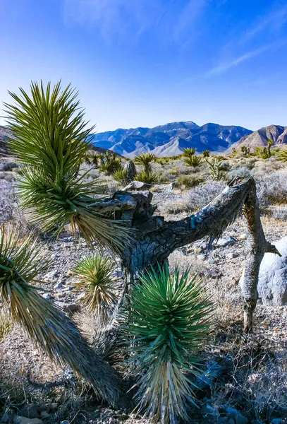 Yucca brevifolia ağacı, dikenli kaktüs ve Kaliforniya 'nın eteklerindeki kaya çöllerindeki diğer çöl bitkileri.