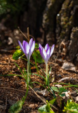 Baharın başlarında, Ukrayna 'da baharda açan bir grup mor bahçe timsahı.