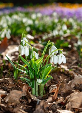 Galanthus nivalis - erken açan bahar çiçekleri, çuha çiçekleri - ephemeroidler, Ukrayna