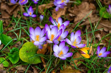 Baharın başlarında Ukrayna 'da kar damlaları ve mor ve sarı kır çiçekleri.
