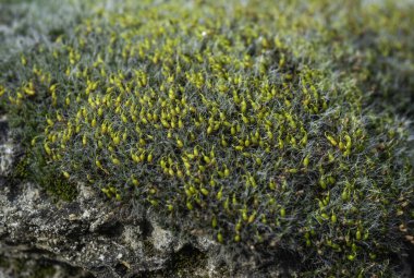 Grimmia (Grimmia pulvinata), baharda taşların üzerinde genç sporofitler olan yeşil yosun.