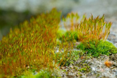 Purple Moss (Ceratodon purpureus), moss sporophyte on stones in spring clipart