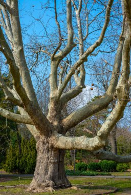 Baharın başlarında, Ukrayna 'da bir halk bahçesinde 200 yıllık bir uçak ağacı.