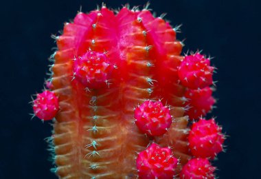 Jimnastik salonu mihanovichii var. Friedrichii rubrum formu. Klorofil içermeyen bir kaktüs türü. Başka bir kaktüse aşılanmış.
