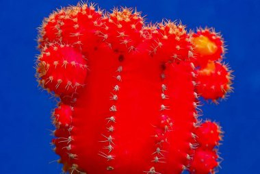 Jimnastik salonu mihanovichii var. Friedrichii rubrum formu. Klorofil içermeyen bir kaktüs türü. Başka bir kaktüse aşılanmış.