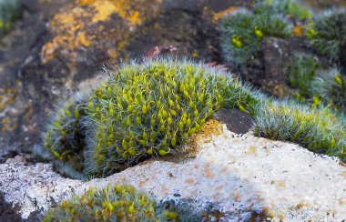 Grimmia (Grimmia pulvinata), baharda taşların üzerinde genç sporofitler olan yeşil yosun.
