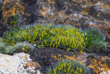 Grey-cushioned Grimmia (Grimmia pulvinata), green moss with young sporophytes on stones in spring clipart
