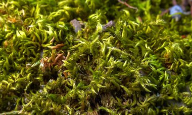 Brachythecium salebrosum, green moss on stones in spring, Ukraine clipart
