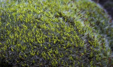Grimmia (Grimmia pulvinata), baharda taşların üzerinde genç sporofitler olan yeşil yosun.