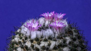 Mammillaria Sp., baharda pembe çiçeklerle açan bir kaktüsün yakın çekimi.