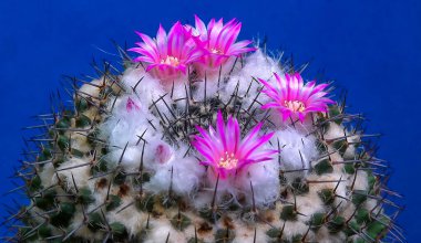 Mammillaria Sp., baharda pembe çiçeklerle açan bir kaktüsün yakın çekimi.