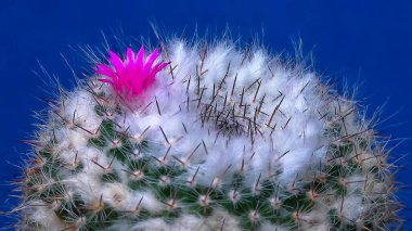 Mammillaria Sp., baharda pembe çiçeklerle açan bir kaktüsün yakın çekimi.