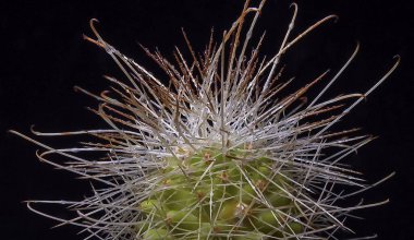 Mammillaria sp. Botanik koleksiyonunda uzun dikenli kaktüsler.