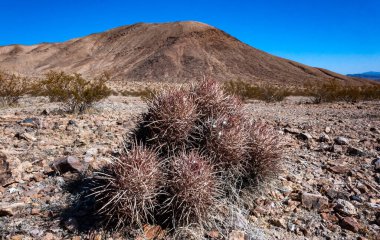Cottontop kaktüsü (Echinocactus polycephalus), Cacti in the stone desert in the oothls, Arizona