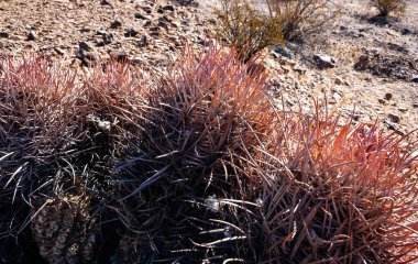 Cottontop kaktüsü (Echinocactus polycephalus), Cacti in the stone desert in the oothls, Arizona