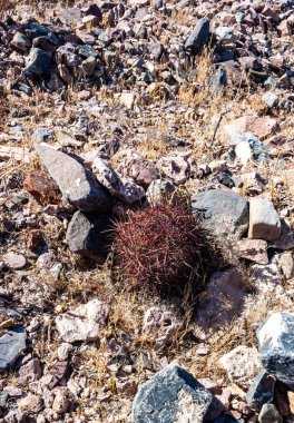 Cottontop kaktüsü (Echinocactus polycephalus), Cacti in the stone desert in the oothls, Arizona