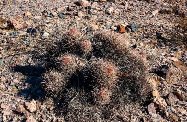 Cottontop kaktüsü (Echinocactus polycephalus), Cacti in the stone desert in the oothls, Arizona