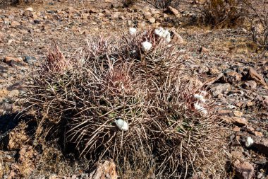 Cottontop kaktüsü (Echinocactus polycephalus), Cacti in the stone desert in the oothls, Arizona