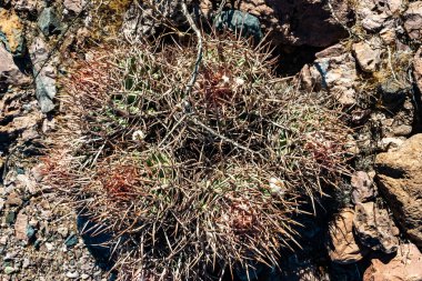 Cottontop kaktüsü (Echinocactus polycephalus), Cacti in the stone desert in the oothls, Arizona
