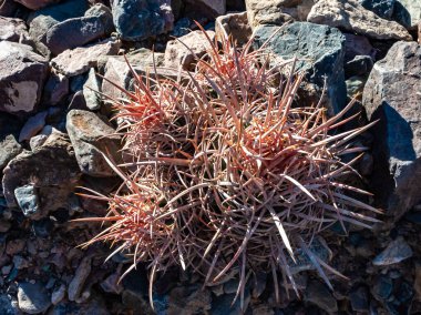 Cottontop kaktüsü (Echinocactus polycephalus), Cacti in the stone desert in the oothls, Arizona