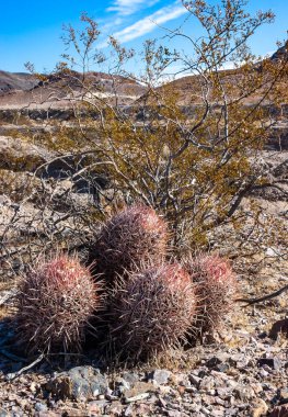 Cottontop kaktüsü (Echinocactus polycephalus), Cacti in the stone desert in the oothls, Arizona