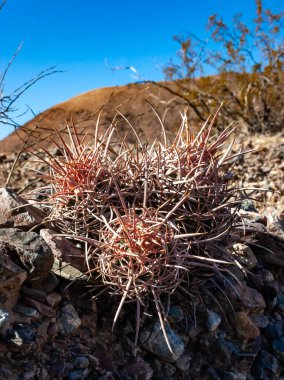 Cottontop kaktüsü (Echinocactus polycephalus), Cacti in the stone desert in the oothls, Arizona