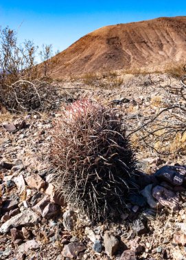 Cottontop kaktüsü (Echinocactus polycephalus), Cacti in the stone desert in the oothls, Arizona