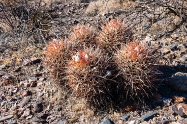 Cottontop kaktüsü (Echinocactus polycephalus), Cacti in the stone desert in the oothls, Arizona