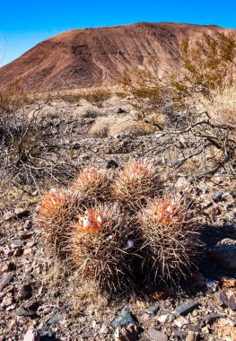Cottontop kaktüsü (Echinocactus polycephalus), Cacti in the stone desert in the oothls, Arizona