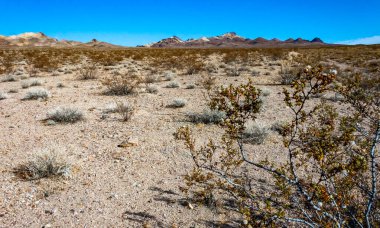 Kaliforniya 'daki Ölüm Vadisi Ulusal Parkı yakınlarındaki vadi dağlarında, kayalık çöldeki çorak çöl bitkisi.