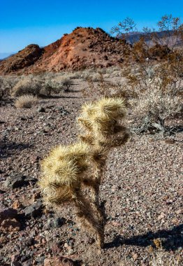 Oyuncak ayı cholla (Cylindropuntia bigelovii), inatçı sarı dikenli kaktüs, Sonoran Çölü, Kaliforniya 'da sayısız