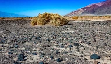Ölüm Vadisi, Ölüm Vadisi Ulusal Parkı, Kaliforniya 'da kuraklığa dayanıklı bitki örtüsü bulunan kuru kaya çölü manzarası