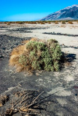 Ölüm Vadisi, Ölüm Vadisi Ulusal Parkı, Kaliforniya 'da kuraklığa dayanıklı bitki örtüsü bulunan kuru kaya çölü manzarası